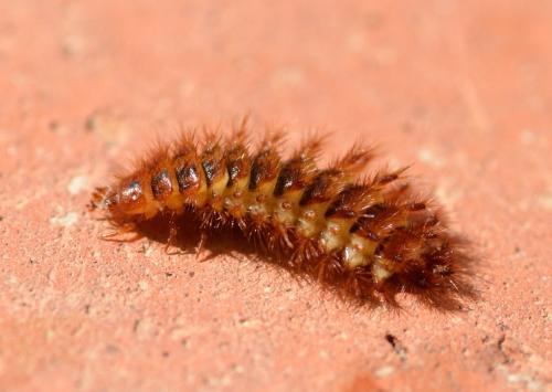 Drilus flavescens